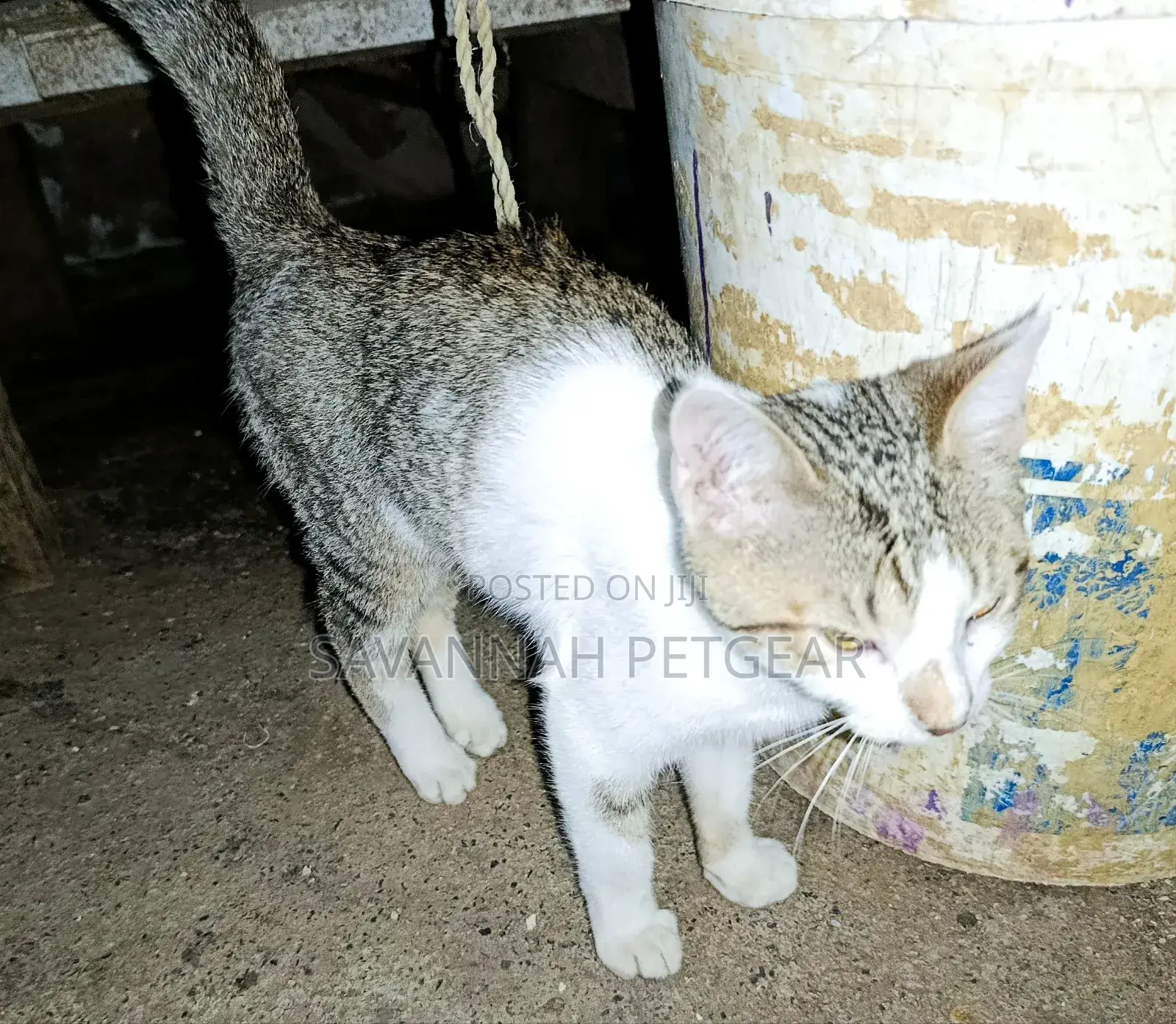 3-6 months Female Mixed Breed Cat