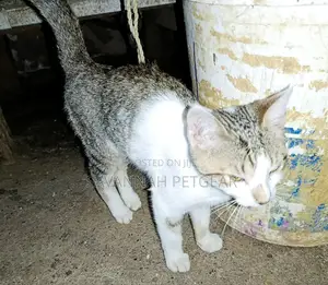 3-6 months Female Mixed Breed Cat