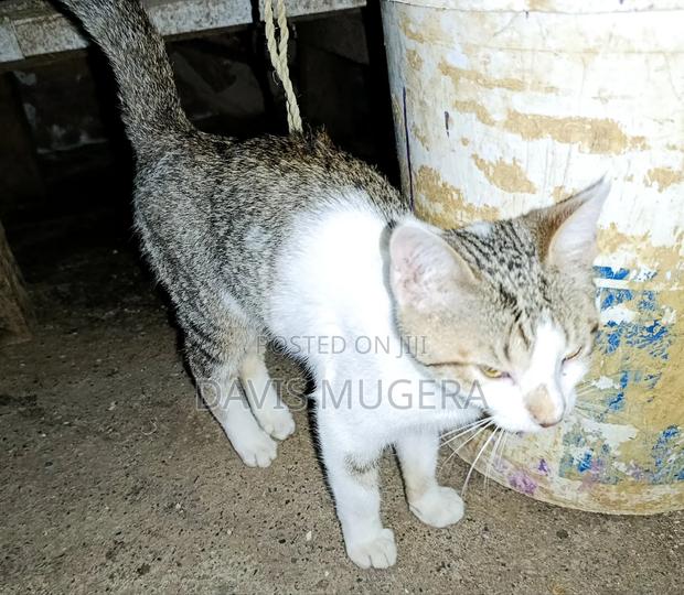 3-6 months Female Mixed Breed Cat - thumbnail 5