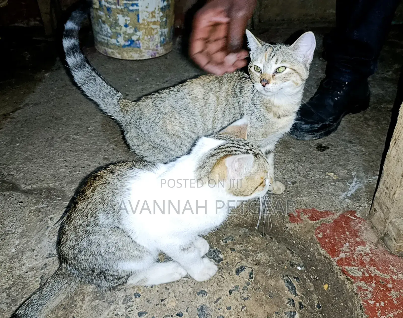 3-6 months Female Mixed Breed Cat