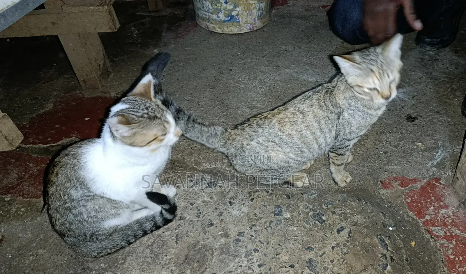 3-6 months Female Mixed Breed Cat