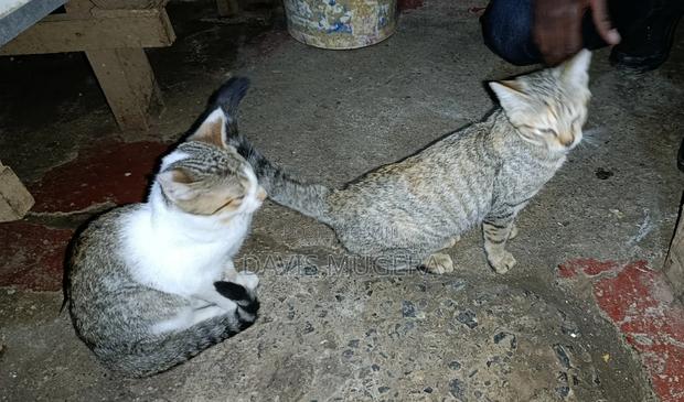 3-6 months Female Mixed Breed Cat - thumbnail 7