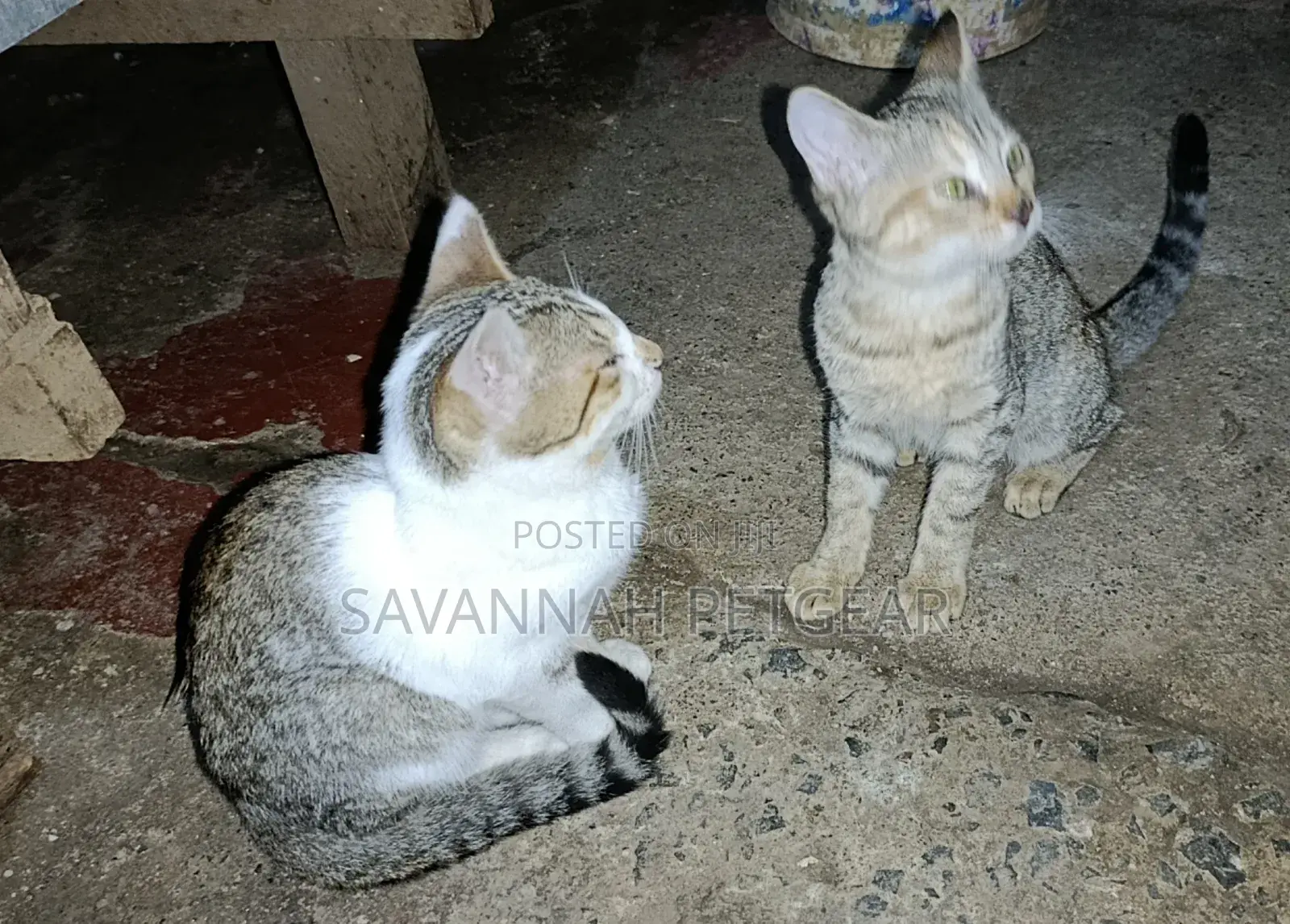 3-6 months Female Mixed Breed Cat