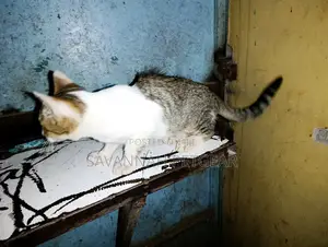 3-6 months Male Mixed Breed Cat