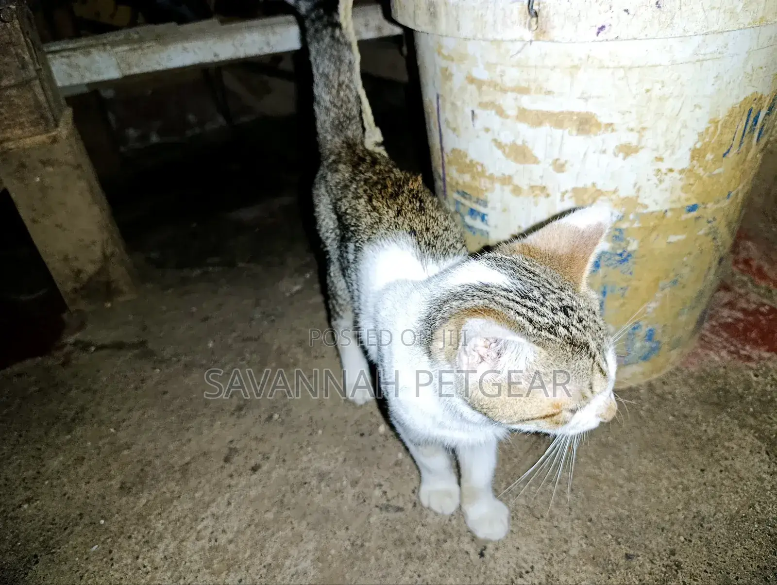 3-6 months Male Mixed Breed Cat