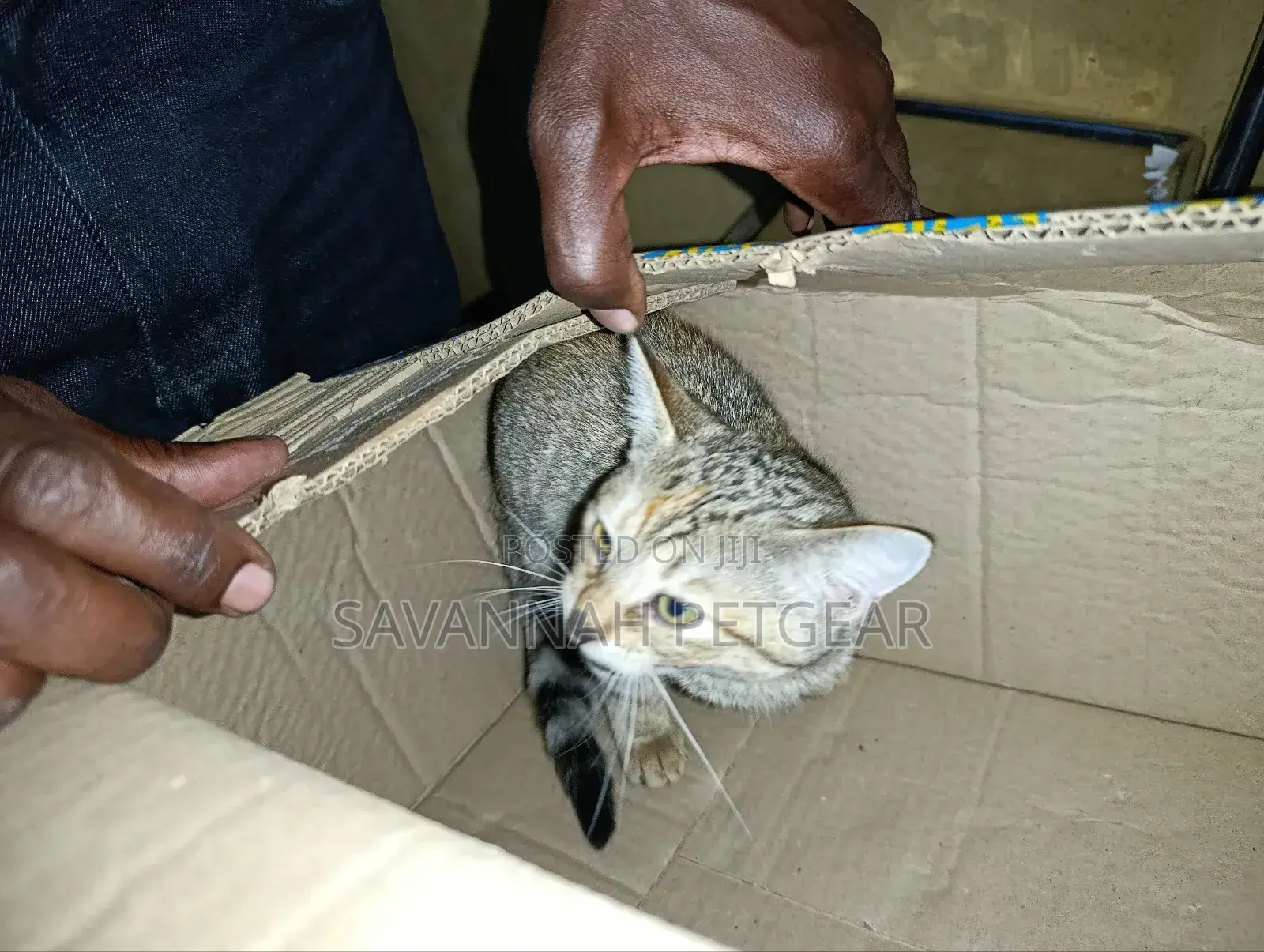 1-3 months Male Mixed Breed Cat