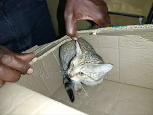 1-3 months Male Mixed Breed Cat