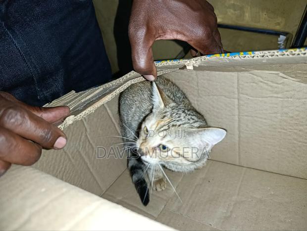 1-3 months Male Mixed Breed Cat - main view