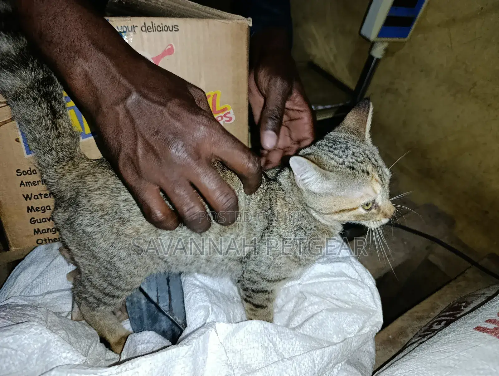 1-3 months Male Mixed Breed Cat