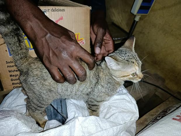 1-3 months Male Mixed Breed Cat - thumbnail 3