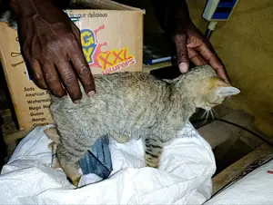 1-3 months Male Mixed Breed Cat