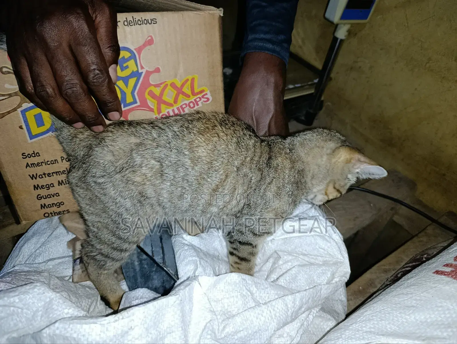 1-3 months Male Mixed Breed Cat
