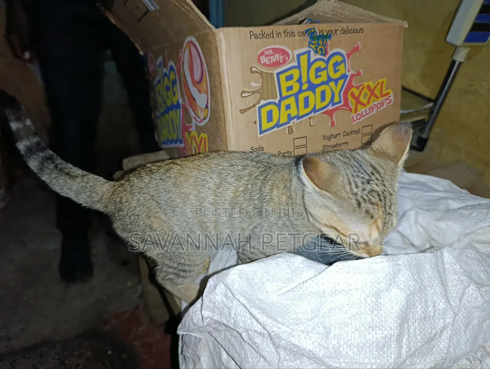 1-3 months Male Mixed Breed Cat