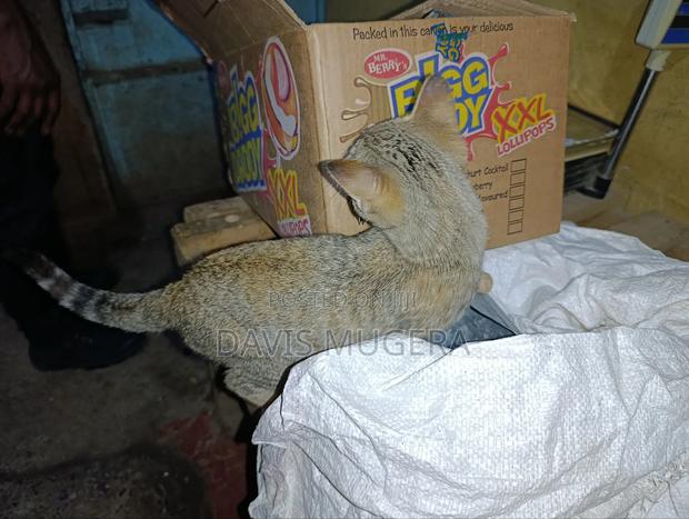 1-3 months Male Mixed Breed Cat - thumbnail 7