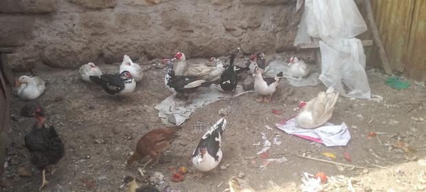 Muscovy Ducks - thumbnail 2