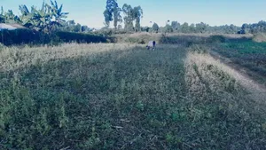 Plot For Sale Or Shamba