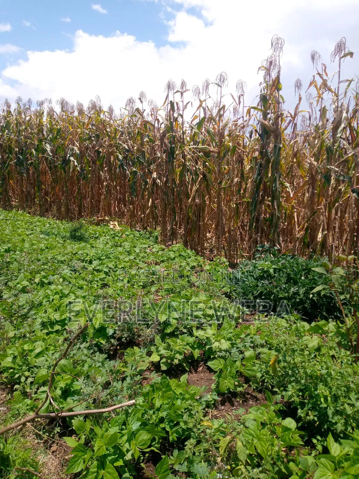 Land for Sale at Ngata, Nakuru