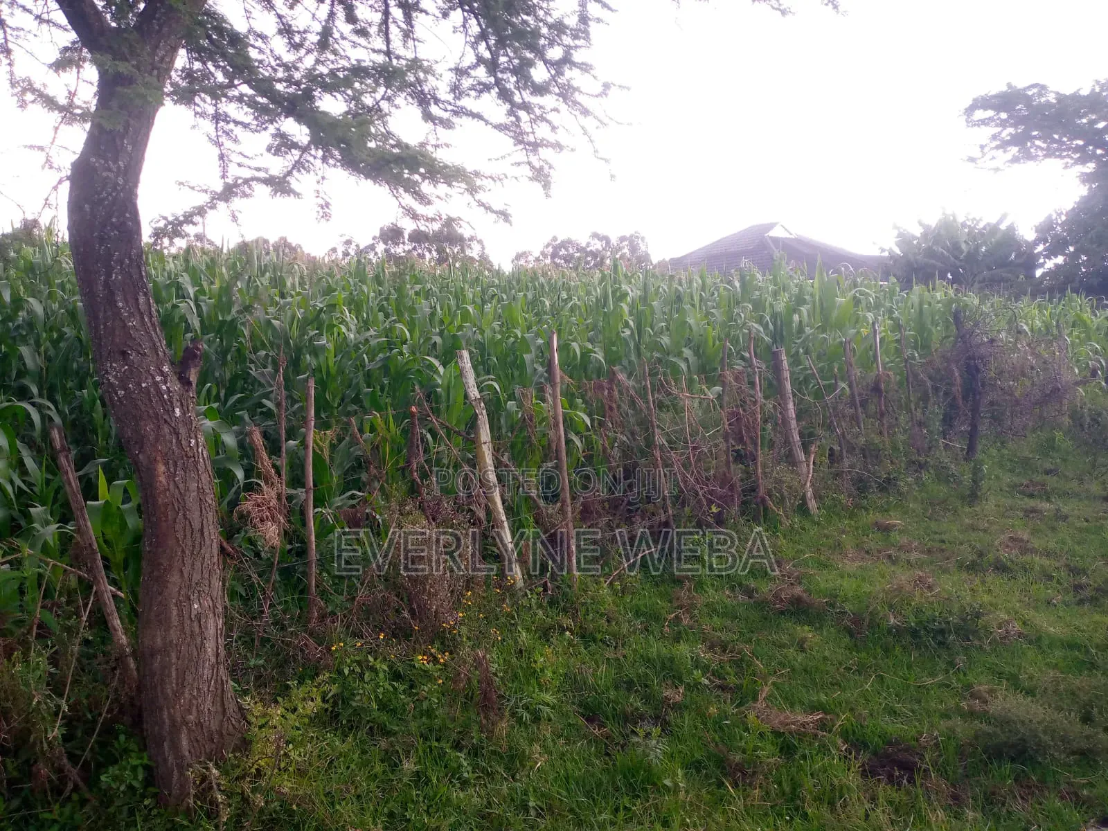 Land for Sale at Ngata, Nakuru