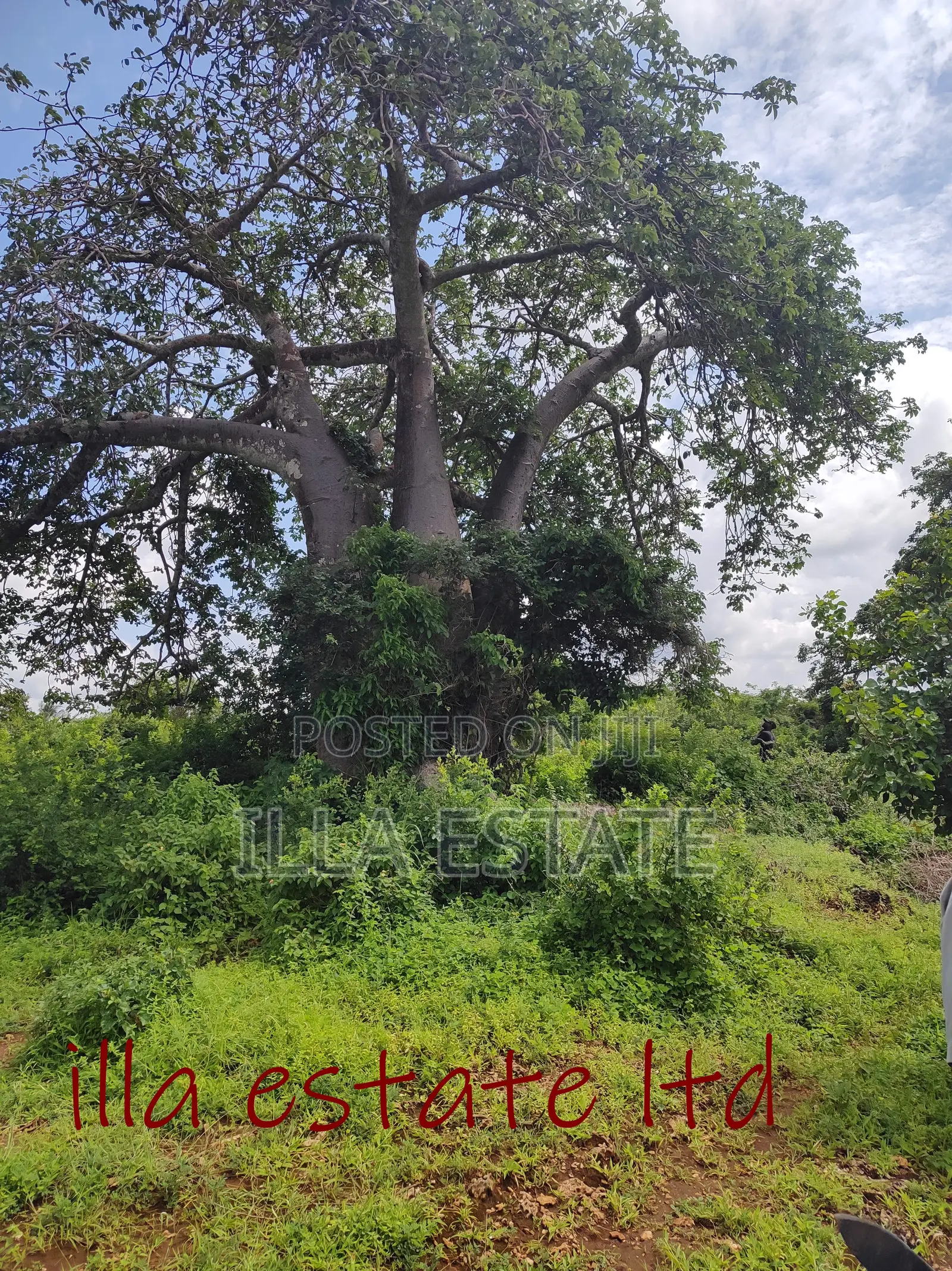 Developers Dream Plots