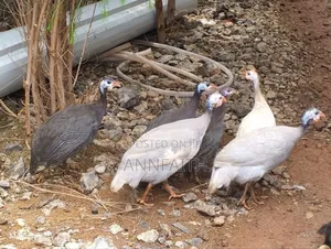 Guinea Fowls