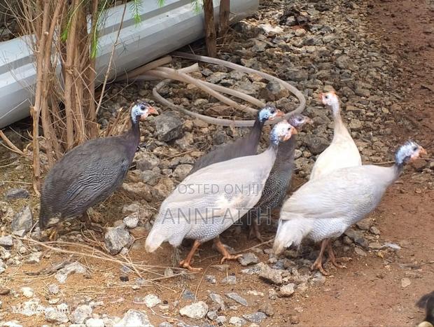 Guinea Fowls - main view