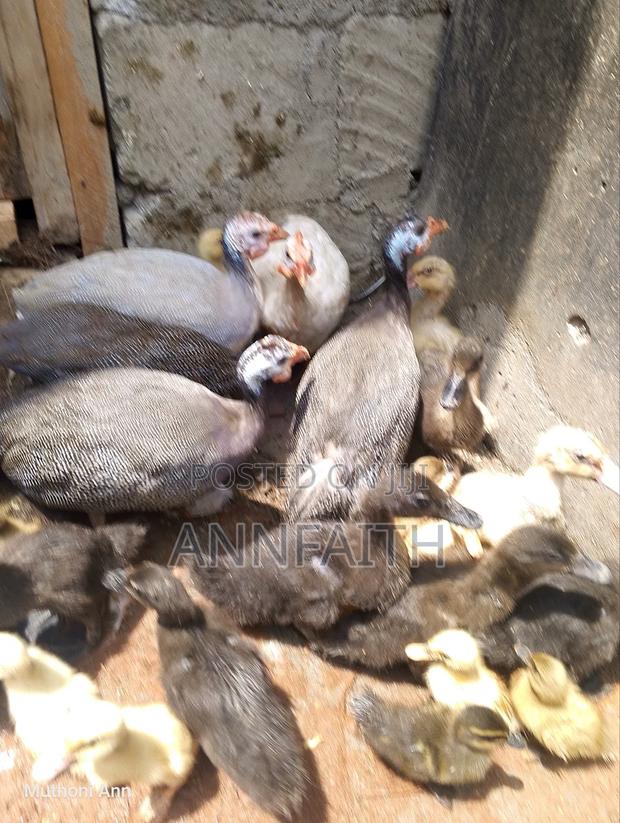 Guinea Fowls - thumbnail 3