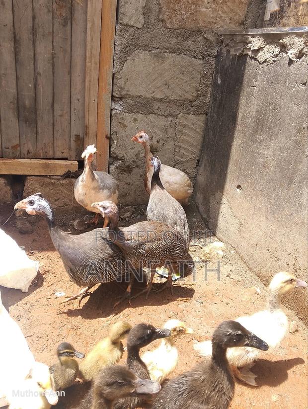 Guinea Fowls - thumbnail 4
