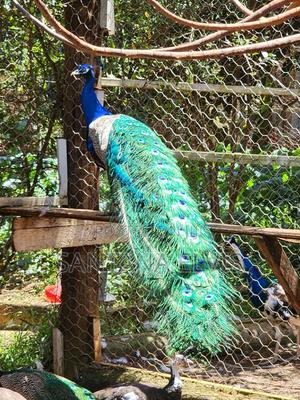 Indian Blue Peacock Pair Mature - thumbnail 2