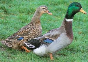 Rouen Ornamental Ducks Pair - thumbnail 2