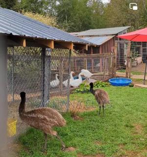 Australian Emus Chicks Pair - thumbnail 2