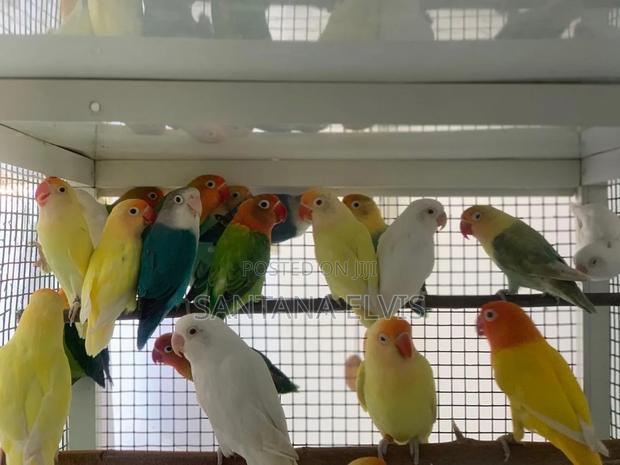 Lovebird Mutations Mature Pair - main view