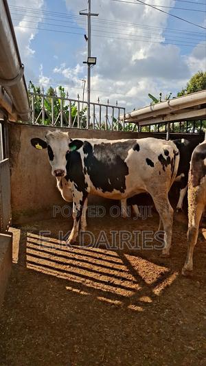Super Perdigree Incalf Heifers