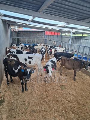 Perdigree Weaned Heifers - main view