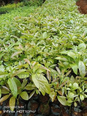 Grafted Hass Seedlings - thumbnail 2