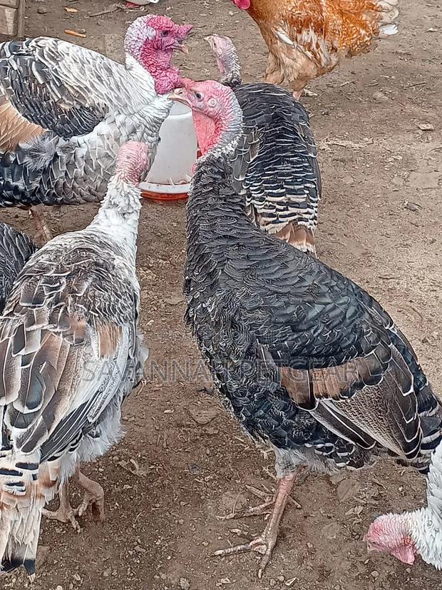 Bronze Narragansett Royal Palm Turkey - 6 Months Old