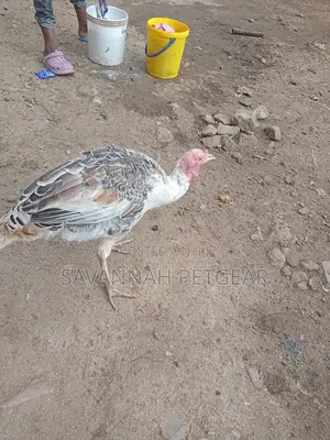 Bronze Narragansett Royal Palm Turkey - 6 Months Old