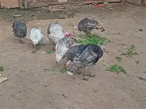 Bronze Narragansett Royal Palm Turkey - 6 Months Old