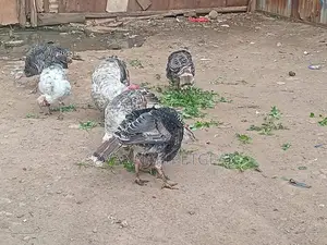 Bronze Narragansett Royal Palm Turkey - 6 Months Old