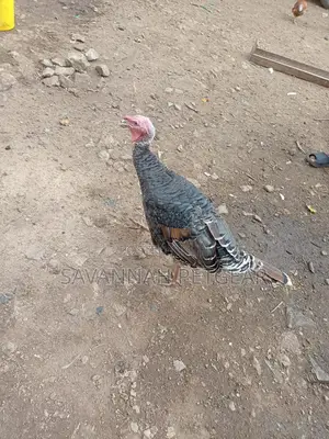 Bronze Narragansett Royal Palm Turkey - 6 Months Old