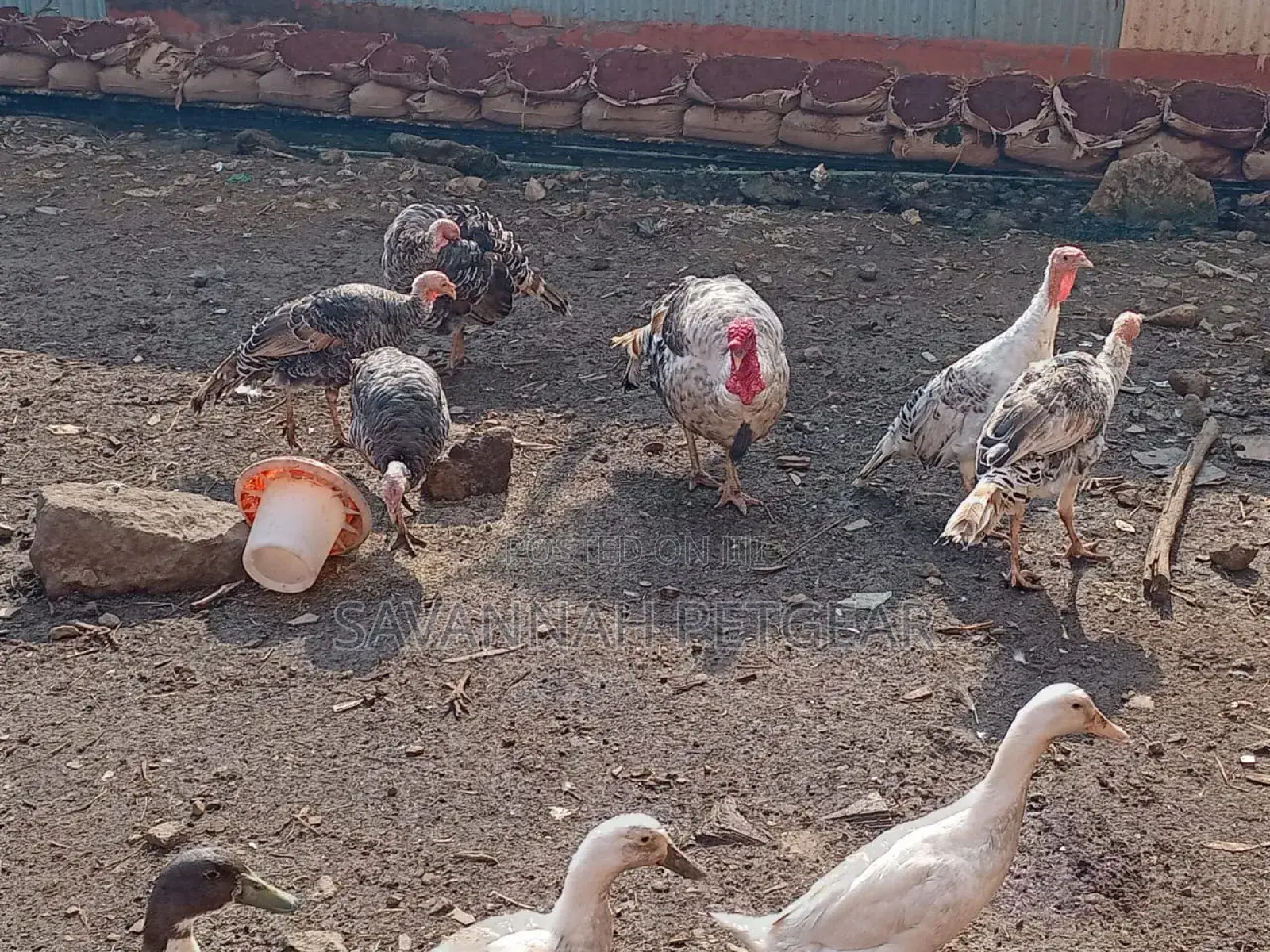 Bronze Narragansett Royal Palm Turkey - 6 Months Old