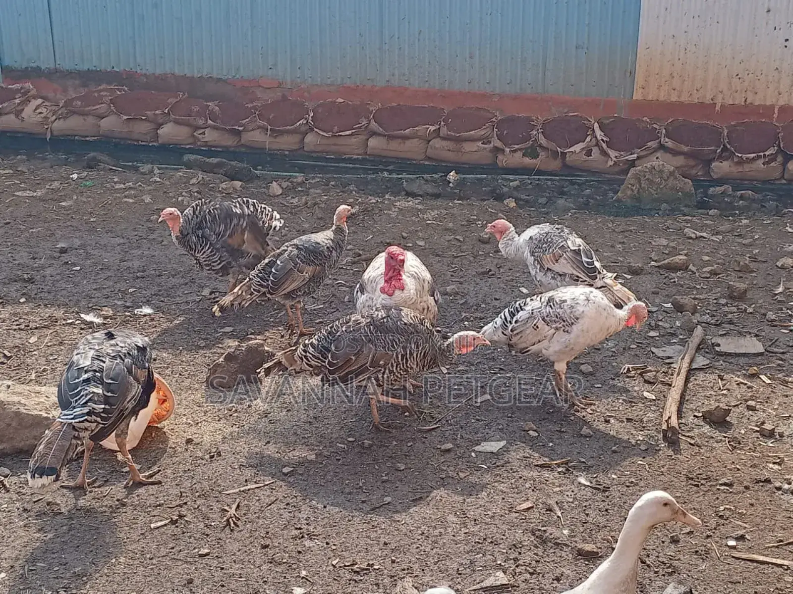 Bronze Narragansett Royal Palm Turkey - 6 Months Old