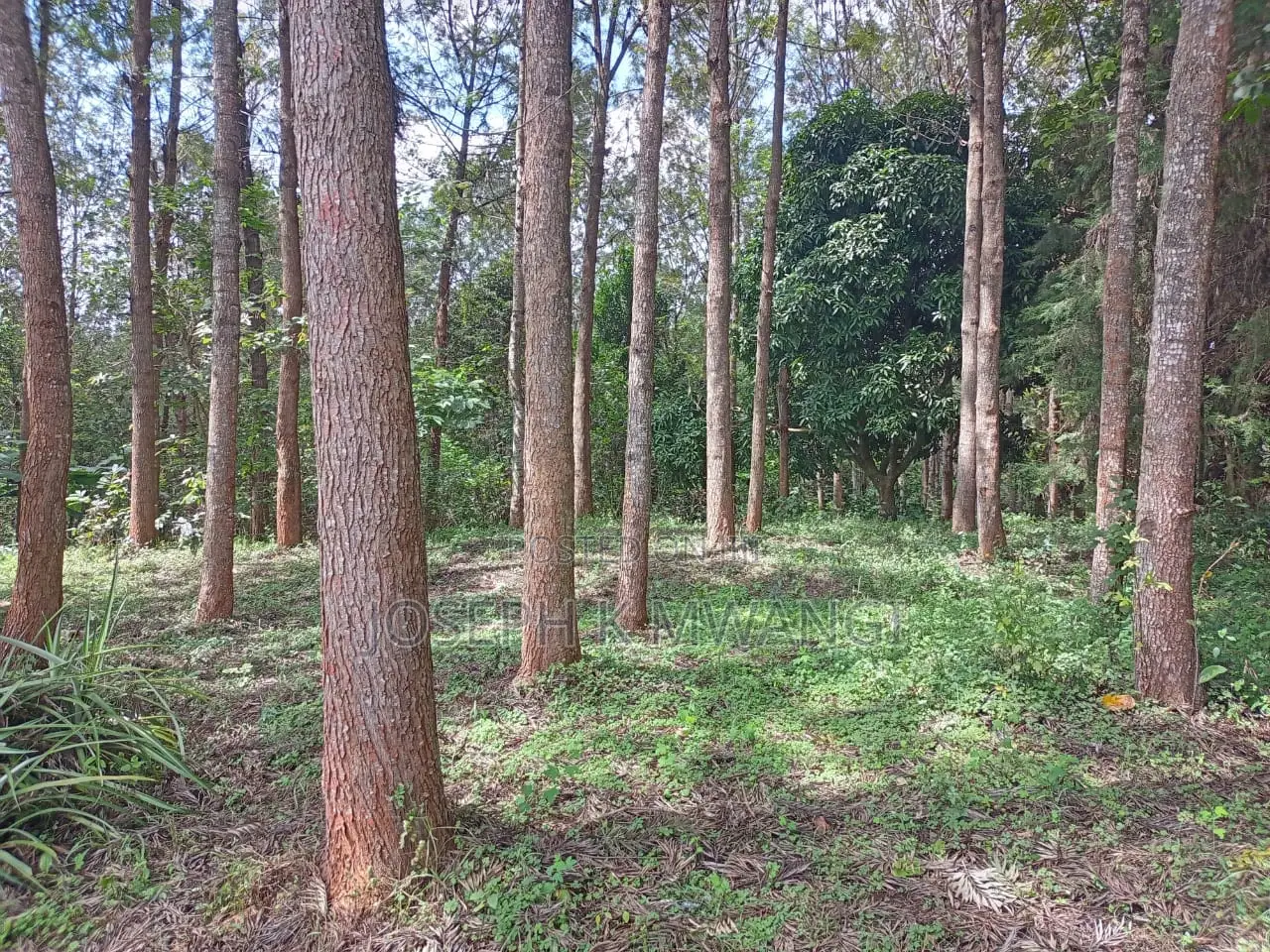 Meru 2.5 Acs Near Abothuguchi Sec Sch. Ideal for Coffee, Avocado,Damia