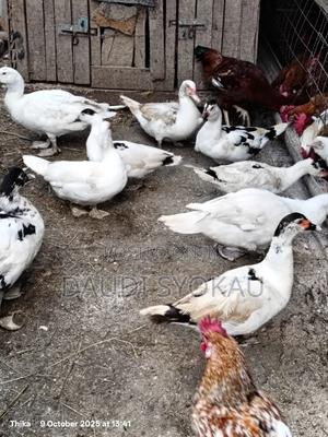 Muscovy Ducks Mature and Ducklings