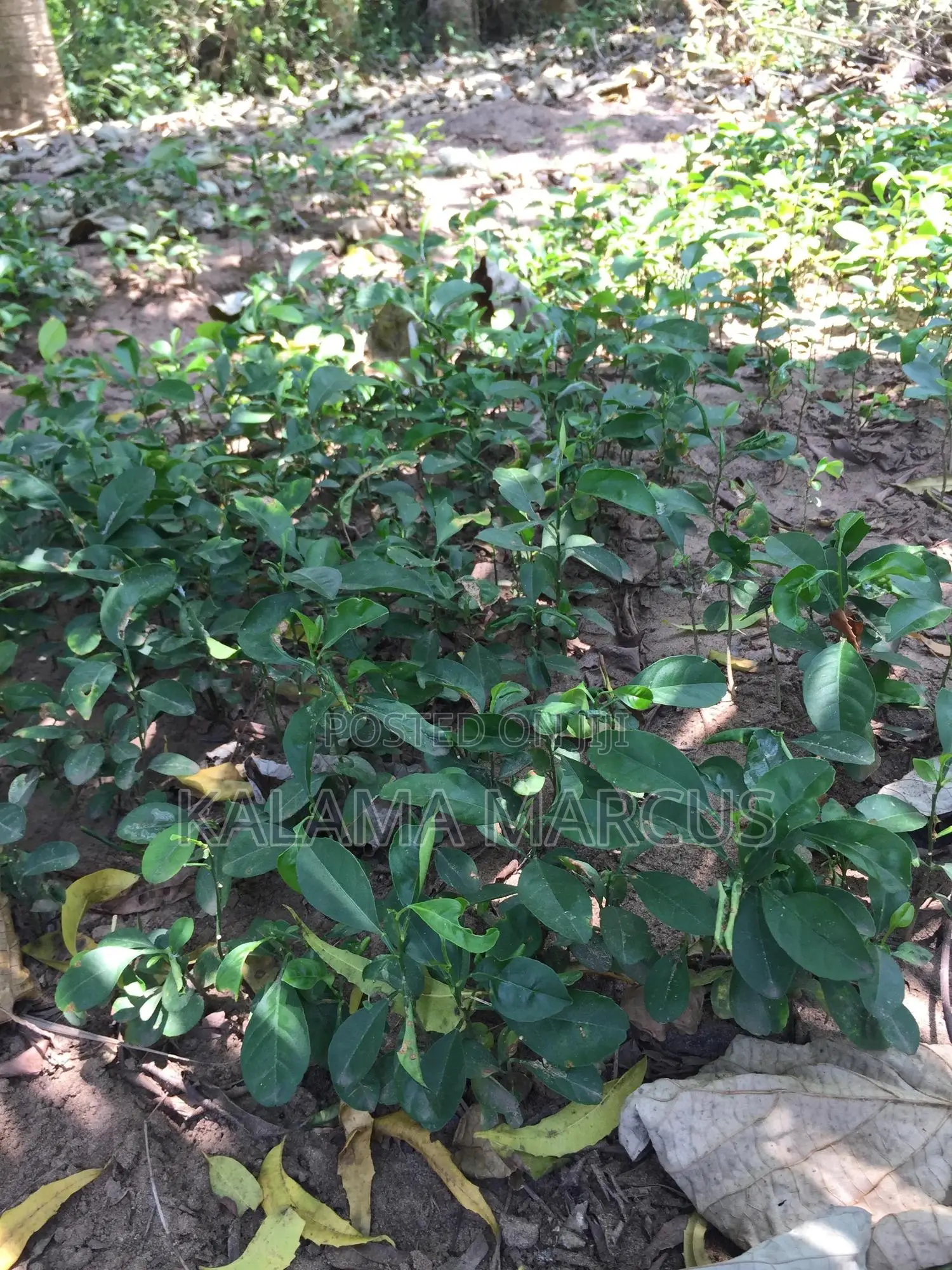 Lemon Root Stalk