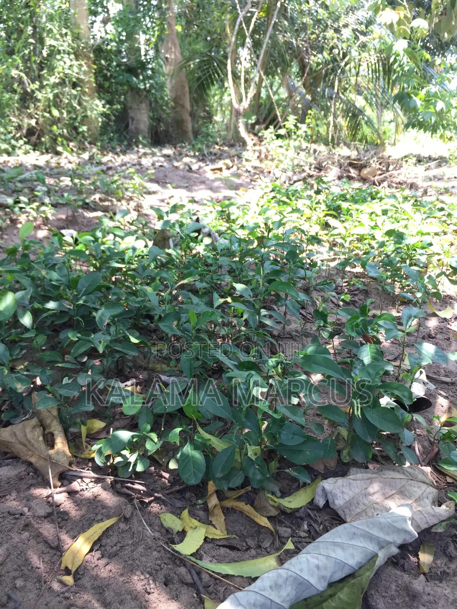 Lemon Root Stalk
