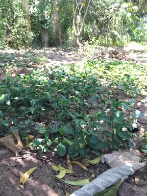 Lemon Root Stalk