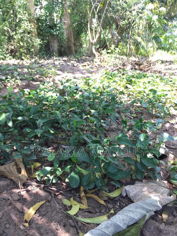 Lemon Root Stalk - thumbnail 4