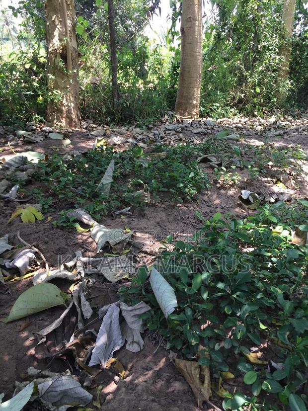 Lemon Root Stalk - thumbnail 3