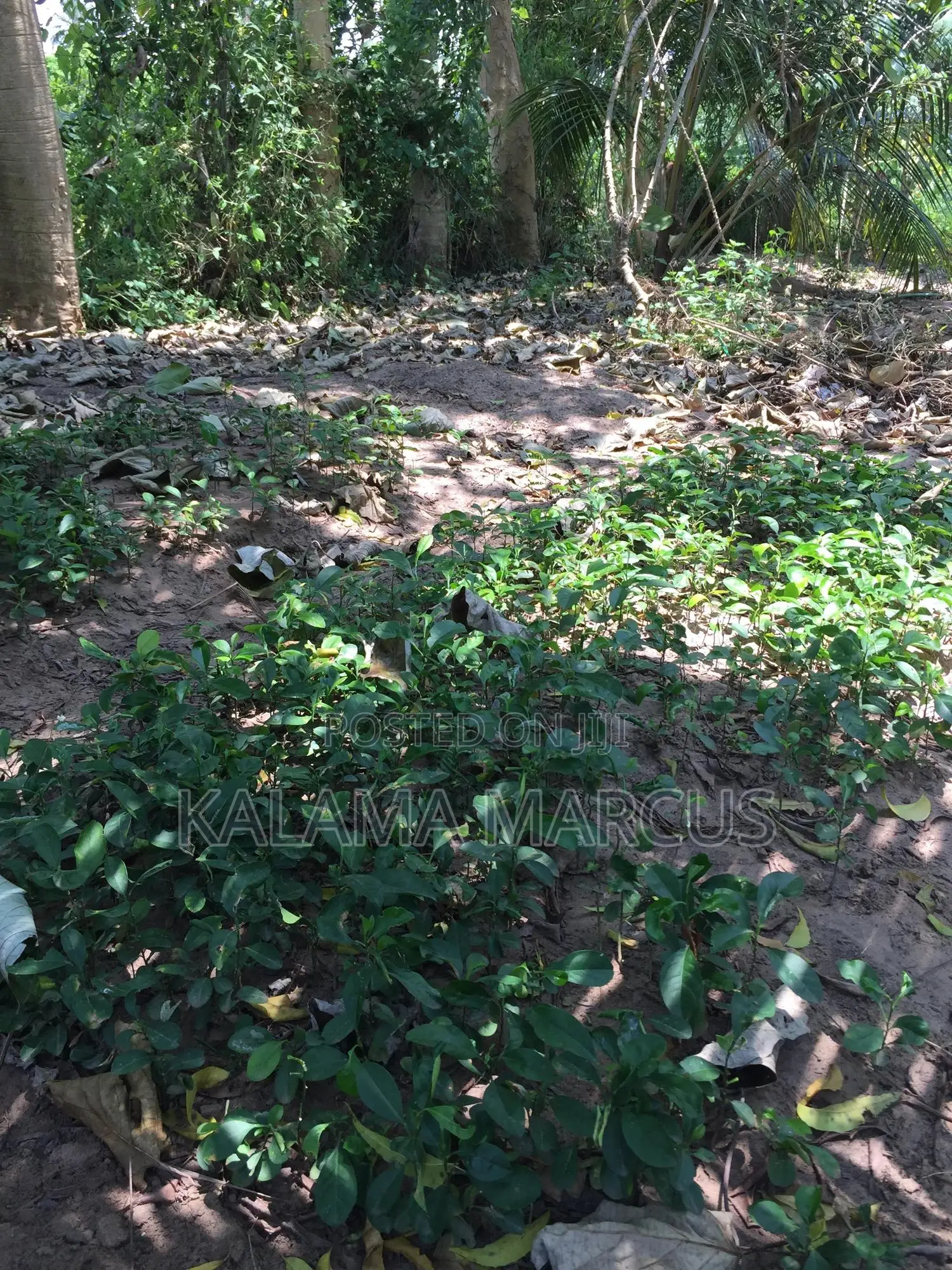 Lemon Root Stalk