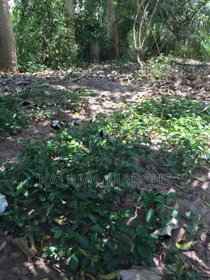 Lemon Root Stalk